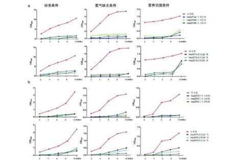 北京及非北京基因型結核分枝桿菌的生長曲線與基因表達差異