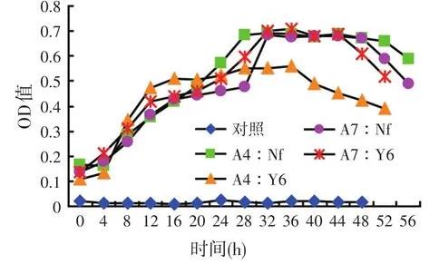高效乳酸菌和纖維素分解菌混合培養是否會相互抑制生長？