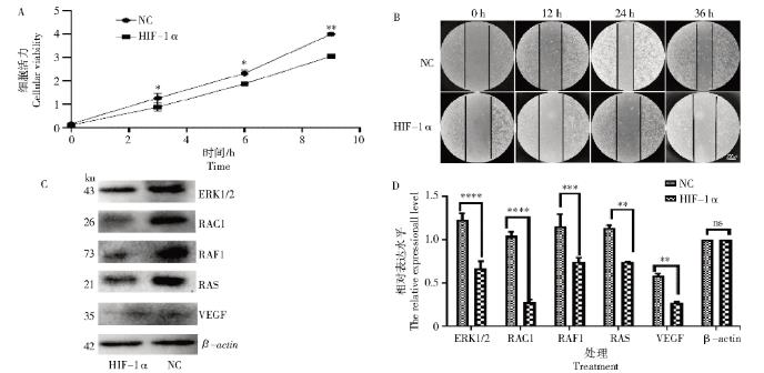 HIF-1α納米抗體對黑素瘤細胞增殖與生長（結果與分析、結論）