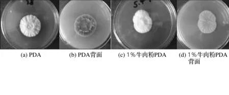 無性型蟲草菌株qsun-1發(fā)酵培養(yǎng)基組成成分優(yōu)化及生長影響因素