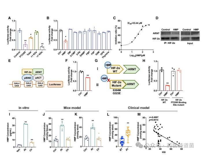 微生物代謝物抑制 HIF-2α-神經(jīng)酰胺途徑，減輕飲食誘導(dǎo)的肝脂肪變性