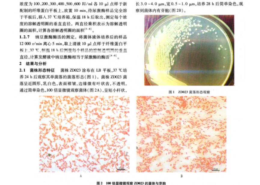 納豆芽胞桿菌生理生化鑒定、生長曲線及產(chǎn)納豆激酶的酶活力