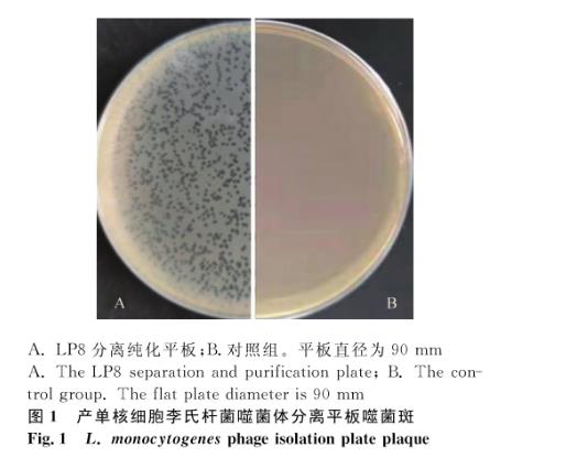 產(chǎn)單核細胞李氏桿菌噬菌體分離、超離、宿主譜鑒定及生長曲線繪制（一）