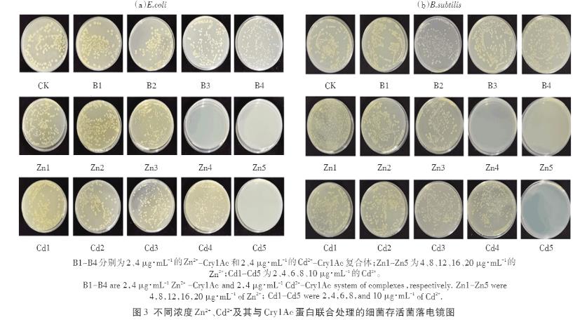 Zn2+、Cd2+、Cry1Ac蛋白單獨及聯(lián)合暴露對大腸桿菌和枯草芽孢桿菌的毒性作用（二）