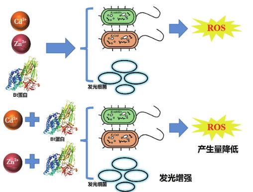 Zn2+、Cd2+、Cry1Ac蛋白單獨及聯(lián)合暴露對大腸桿菌和枯草芽孢桿菌的毒性作用（一）