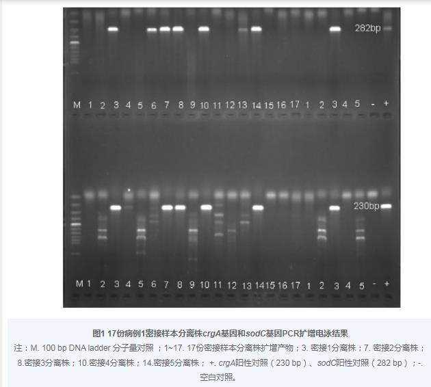 Y群腦膜炎奈瑟菌對13種抗菌藥物敏感性試驗——摘要、材料與方法