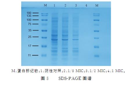 不同濃度巴西蘇木素對耐碳青霉烯類鮑曼不動桿菌生長及抑制作用（三）