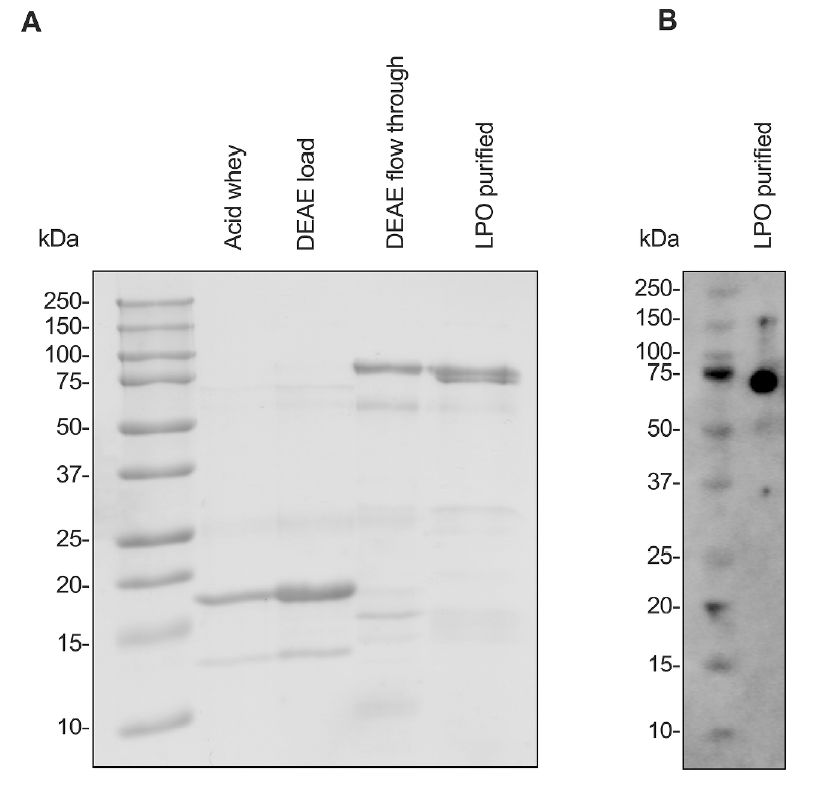 微生物動態監測系統揭示XO-LPO系統在嬰兒口腔微生物群中的抗菌作用