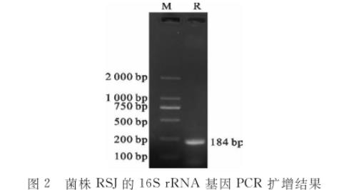 水貂腸道乳酸桿菌RSJ生長(zhǎng)曲線及產(chǎn)酸、藥敏試驗(yàn)結(jié)果（二）