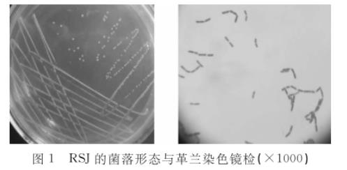 水貂腸道乳酸桿菌RSJ生長(zhǎng)曲線及產(chǎn)酸、藥敏試驗(yàn)結(jié)果（一）