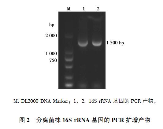 雞印第安納株沙門菌生長(zhǎng)、致病性及藥物敏感性研究（一）