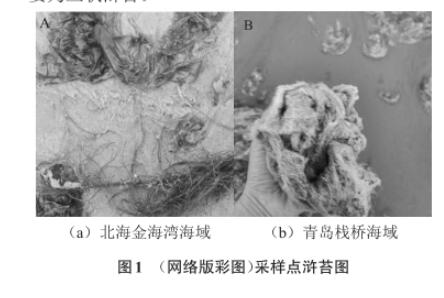 滸苔多糖降解微生物采集、分離、篩選、鑒定及生長(zhǎng)曲線測(cè)定（一）