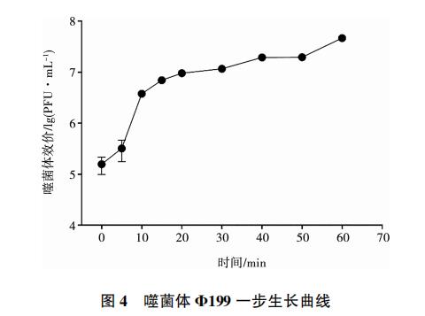 大腸桿菌噬菌體Φ199一步生長曲線、與鹽酸克林霉素體外聯合應用效果（三）