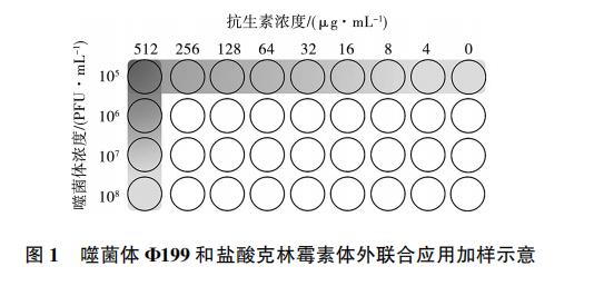 大腸桿菌噬菌體Φ199一步生長曲線、與鹽酸克林霉素體外聯合應用效果（一）